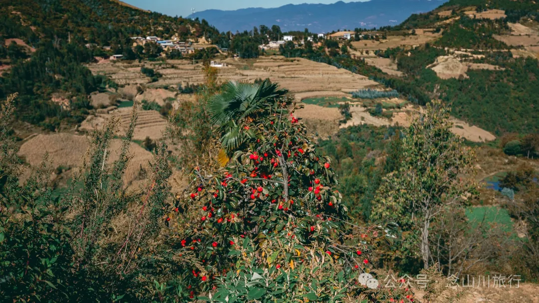 Xiaotizipo Village in Weishan, Dali: A Peaceful Village Guarded by a Sacred Tree - Image 32