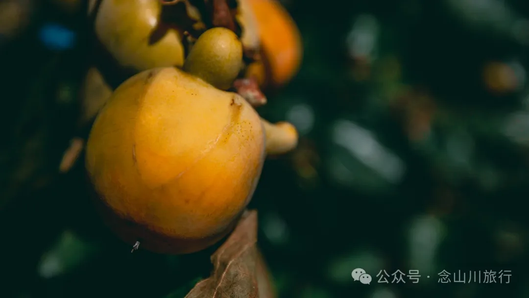 Xiaotizipo Village in Weishan, Dali: A Peaceful Village Guarded by a Sacred Tree - Image 33