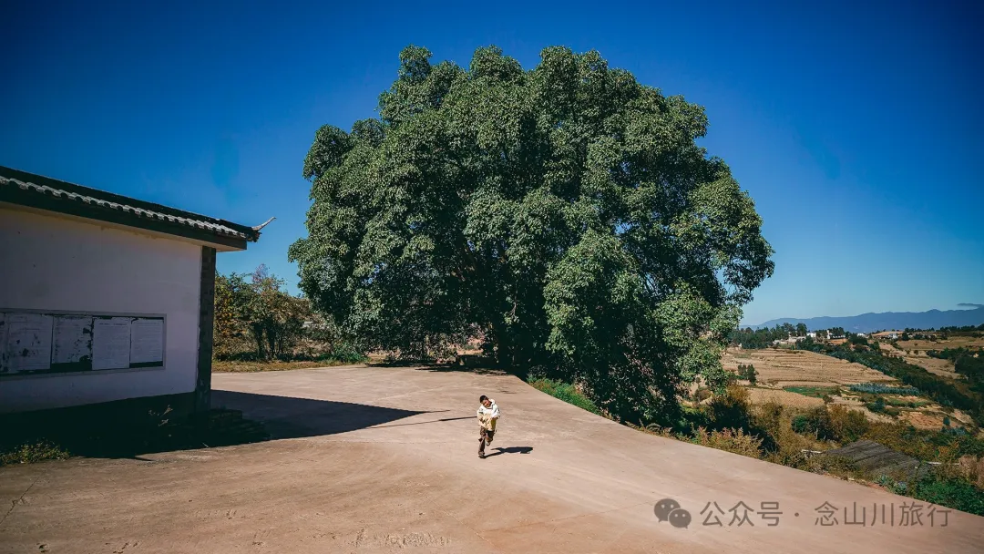 Xiaotizipo Village in Weishan, Dali: A Peaceful Village Guarded by a Sacred Tree - Image 4