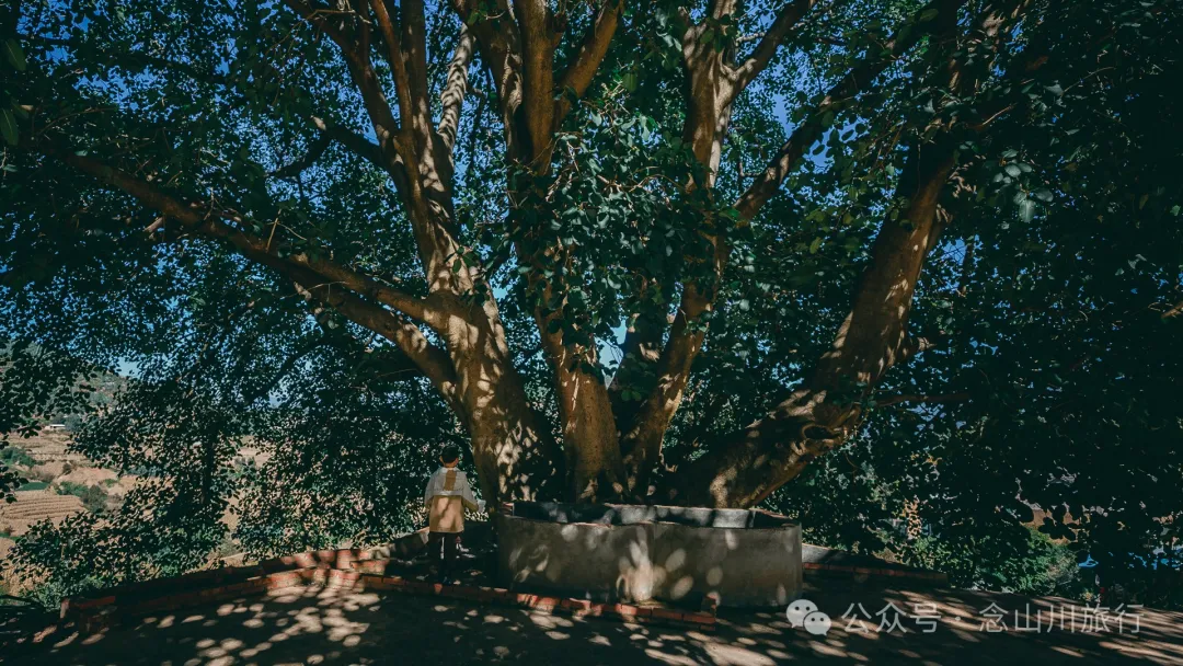 Xiaotizipo Village in Weishan, Dali: A Peaceful Village Guarded by a Sacred Tree - Image 5