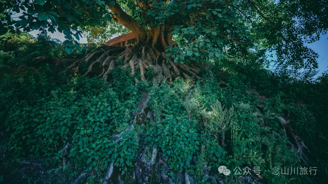 Xiaotizipo Village in Weishan, Dali: A Peaceful Village Guarded by a Sacred Tree - Image 6