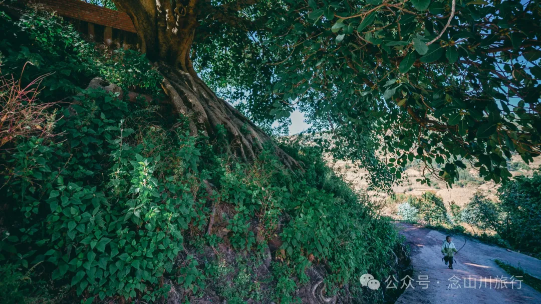 Xiaotizipo Village in Weishan, Dali: A Peaceful Village Guarded by a Sacred Tree - Image 7