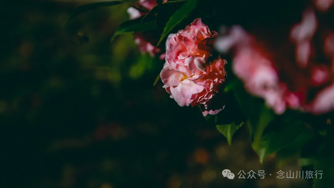 Dali Weishan Caochang Yi Ethnic Village: A Legend, A Touch of Nostalgia, and a Journey into the Indigenous Miku Culture - Image 23