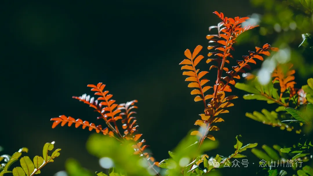 Dali Weishan Caochang Yi Ethnic Village: A Legend, A Touch of Nostalgia, and a Journey into the Indigenous Miku Culture - Image 69
