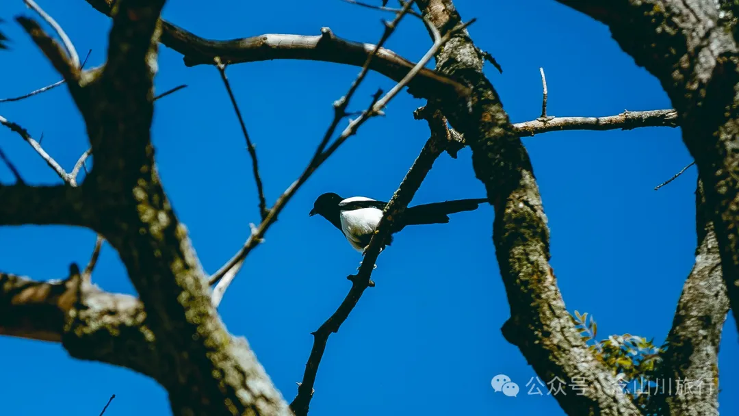大理巍山大梯子坡村:树树皆秋色,山山唯落晖,走入村庄,就走进了王绩的《野望》里 - 第20张
