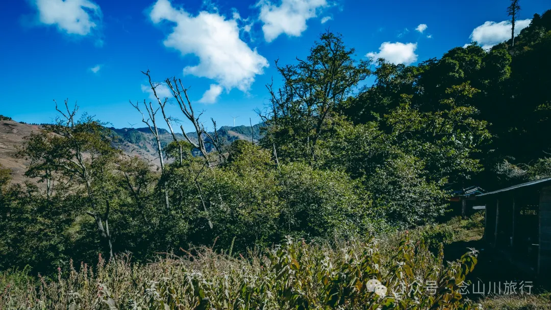 古树藏幽泉，赏花正当时：大理巍山小塘子村的周末露营时光 - 第1张