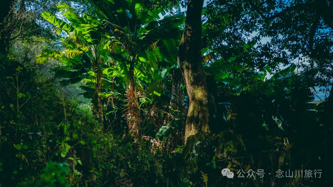 古树藏幽泉，赏花正当时：大理巍山小塘子村的周末露营时光 - 第10张