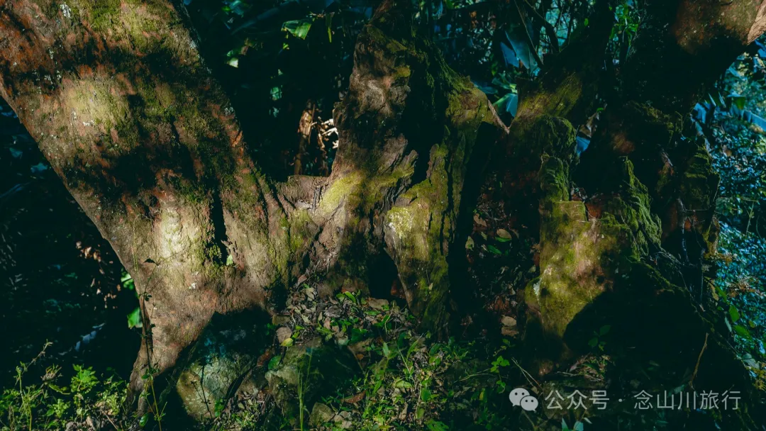 古树藏幽泉，赏花正当时：大理巍山小塘子村的周末露营时光 - 第11张