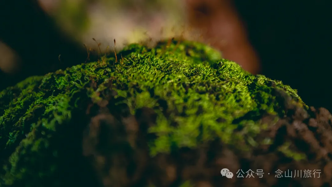 古树藏幽泉，赏花正当时：大理巍山小塘子村的周末露营时光 - 第13张