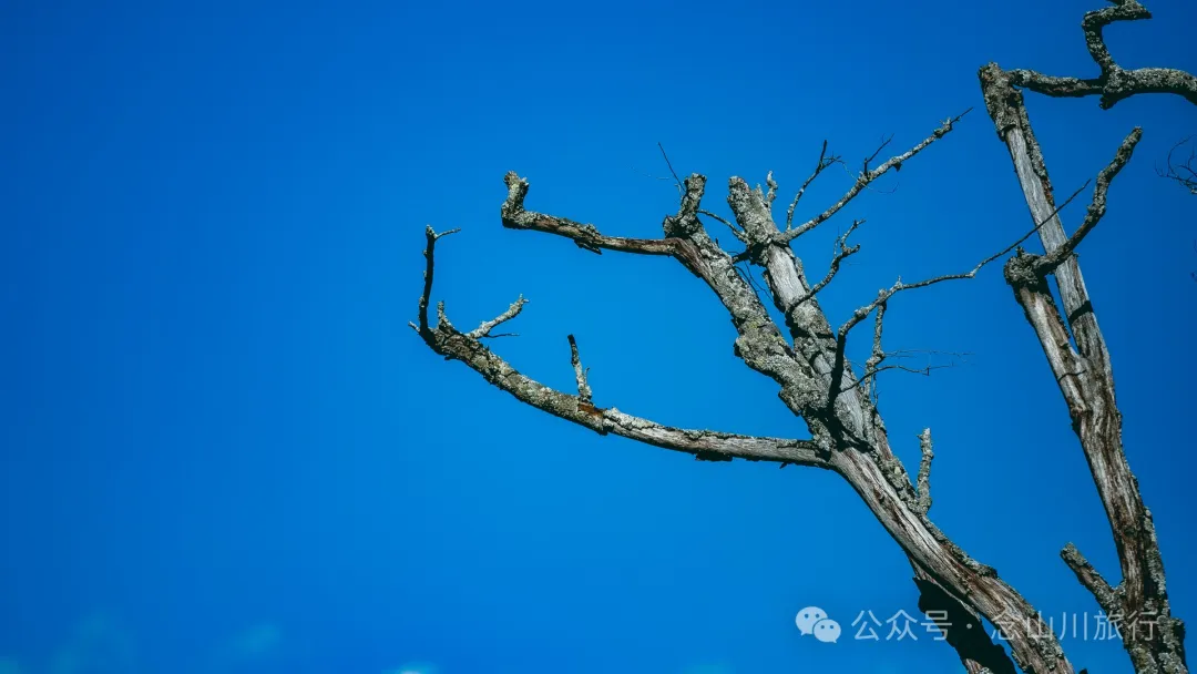 古树藏幽泉，赏花正当时：大理巍山小塘子村的周末露营时光 - 第14张