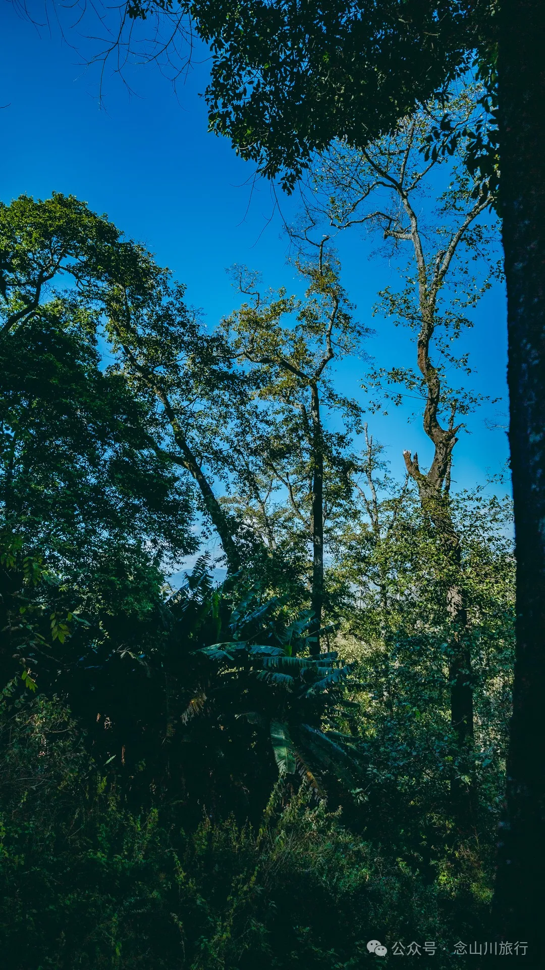 古树藏幽泉，赏花正当时：大理巍山小塘子村的周末露营时光 - 第15张