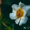 古树藏幽泉,赏花正当时:大理巍山小塘子村的周末露营时光