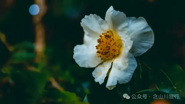 古树藏幽泉,赏花正当时:大理巍山小塘子村的周末露营时光