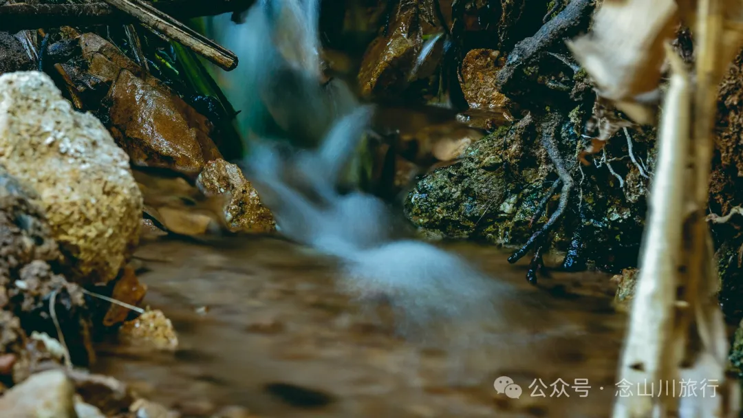 古树藏幽泉，赏花正当时：大理巍山小塘子村的周末露营时光 - 第2张