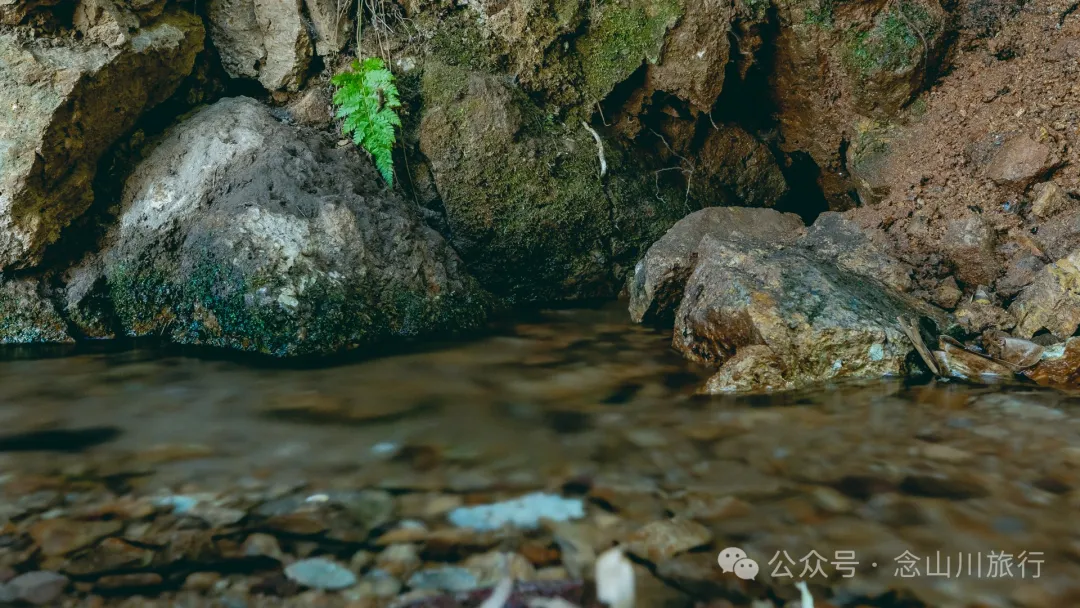 古树藏幽泉，赏花正当时：大理巍山小塘子村的周末露营时光 - 第8张