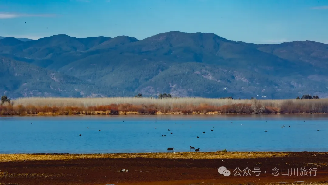 我在这个高原湖泊找到了大理最美的冬日湖景,这里有媲美瓦尔登湖的野性 - 第24张
