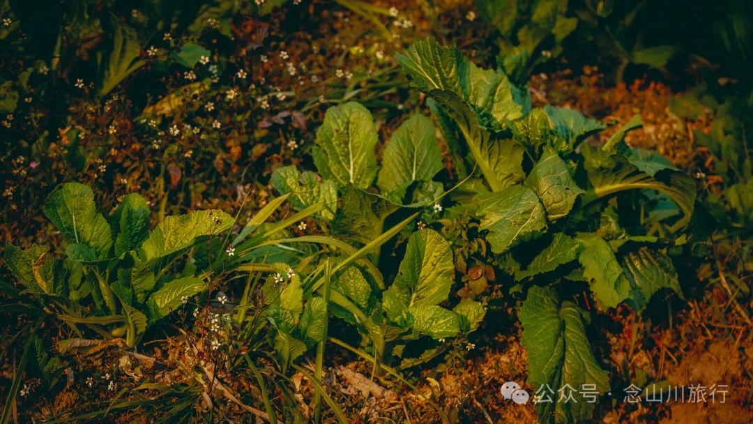 大理巍山金沙坪村:紫金山下,坐看云海夕阳的宁静村庄 - 第38张