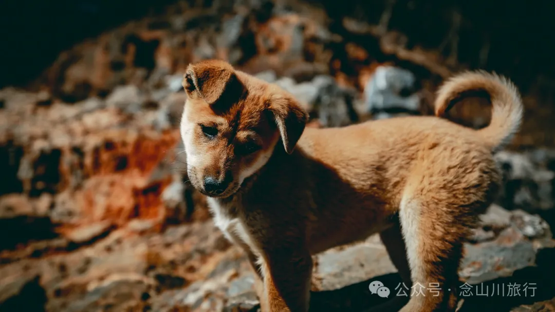 大理巍山馬鞍山火山村:吃一頓殺豬飯,再次走進這個油畫般的村莊 - 第17張