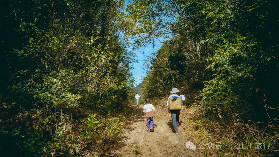 15 Kilometers, 6 Hours: Hiking to the Summit of Mount Zijin, the Highest Peak in Weishan, Dali, and Enjoying the Beauty of Ten Thousand Rivers - Image 11
