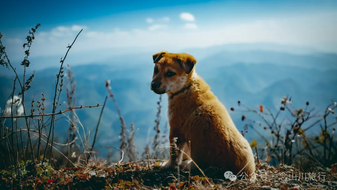 15 Kilometers, 6 Hours: Hiking to the Summit of Mount Zijin, the Highest Peak in Weishan, Dali, and Enjoying the Beauty of Ten Thousand Rivers - Image 21