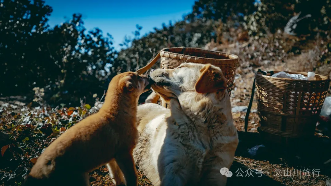 15 Kilometers, 6 Hours: Hiking to the Summit of Mount Zijin, the Highest Peak in Weishan, Dali, and Enjoying the Beauty of Ten Thousand Rivers - Image 24