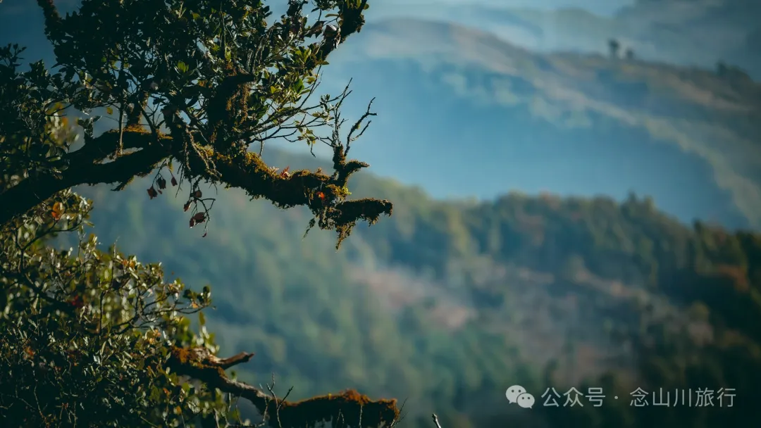 15 Kilometers, 6 Hours: Hiking to the Summit of Mount Zijin, the Highest Peak in Weishan, Dali, and Enjoying the Beauty of Ten Thousand Rivers - Image 29