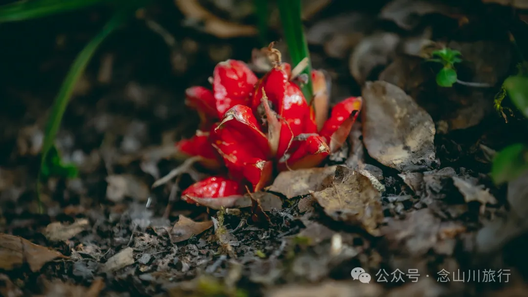 15 Kilometers, 6 Hours: Hiking to the Summit of Mount Zijin, the Highest Peak in Weishan, Dali, and Enjoying the Beauty of Ten Thousand Rivers - Image 42
