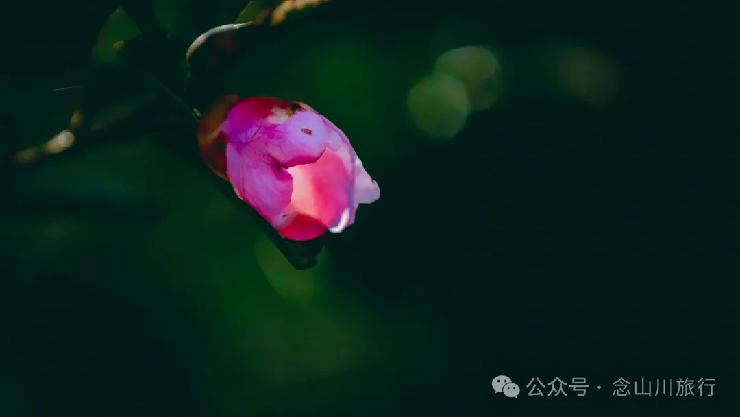 15 Kilometers, 6 Hours: Hiking to the Summit of Mount Zijin, the Highest Peak in Weishan, Dali, and Enjoying the Beauty of Ten Thousand Rivers - Image 43