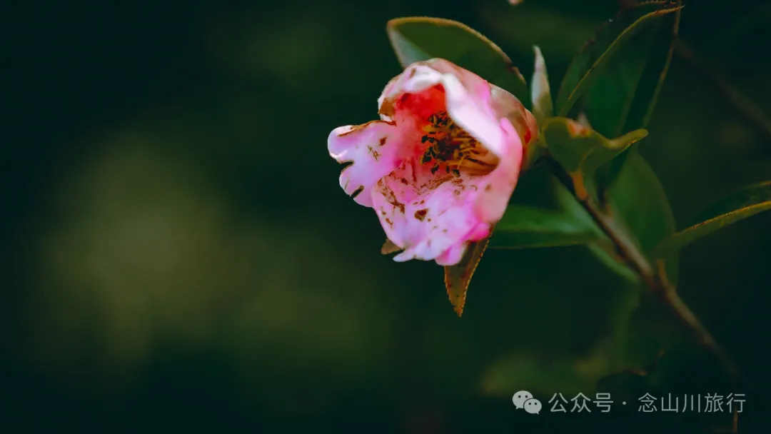 15 Kilometers, 6 Hours: Hiking to the Summit of Mount Zijin, the Highest Peak in Weishan, Dali, and Enjoying the Beauty of Ten Thousand Rivers - Image 44