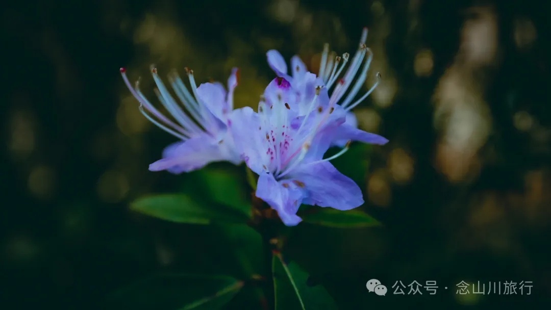 15 Kilometers, 6 Hours: Hiking to the Summit of Mount Zijin, the Highest Peak in Weishan, Dali, and Enjoying the Beauty of Ten Thousand Rivers - Image 45