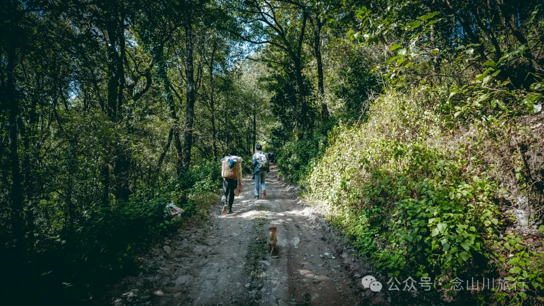 15 Kilometers, 6 Hours: Hiking to the Summit of Mount Zijin, the Highest Peak in Weishan, Dali, and Enjoying the Beauty of Ten Thousand Rivers - Image 5