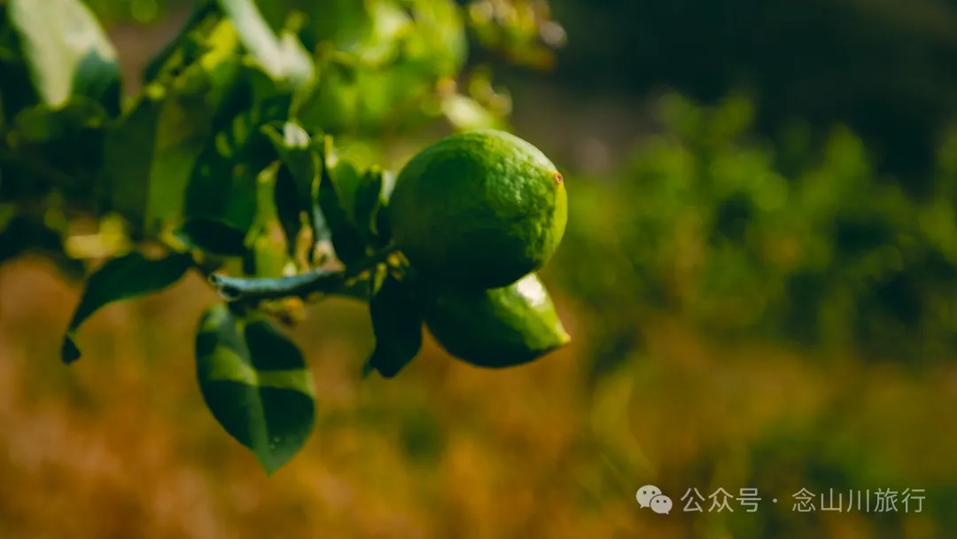 Henan Village in Ma’anshan Township, Weishan, Dali: A Lemon Tree Village Perched High in the Mountains, Watching the Waijiao River Flow into the Heihui River - Image 14