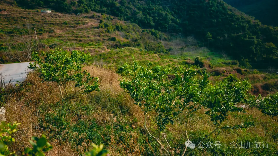 Henan Village in Ma’anshan Township, Weishan, Dali: A Lemon Tree Village Perched High in the Mountains, Watching the Waijiao River Flow into the Heihui River - Image 15