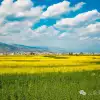 Dali Weishan Miao Street Town: Ten Thousand Mu of Rapeseed Flower Sea, Encounter the Most Romantic Spring