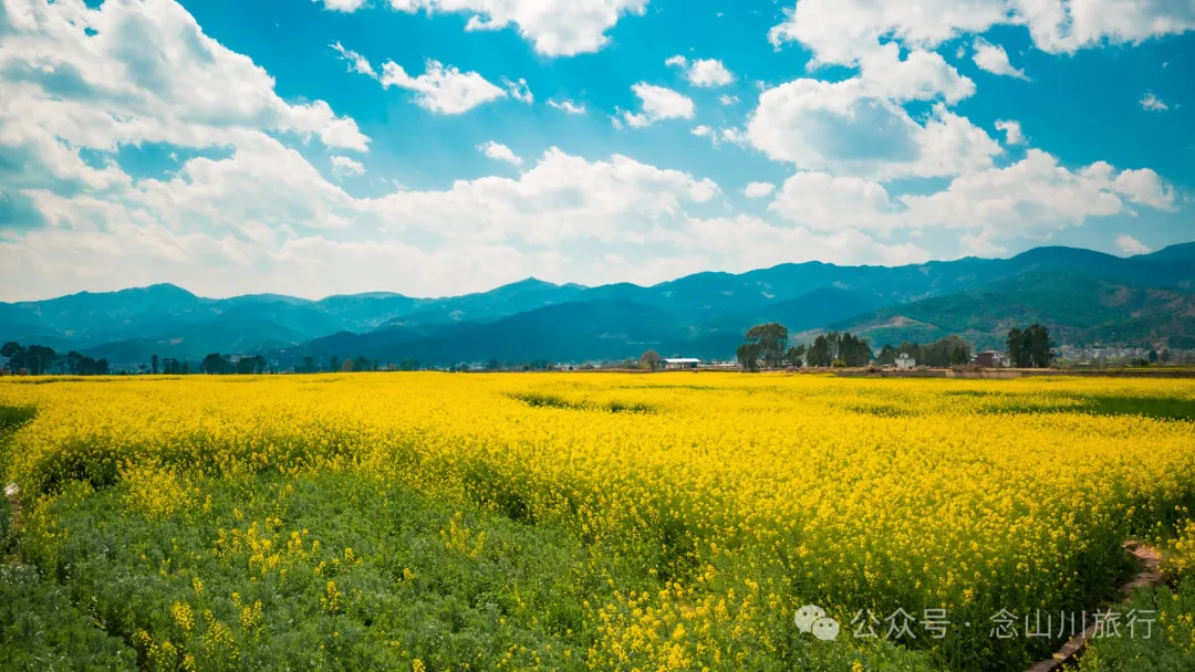 Dali Weishan Miao Street Town: Ten Thousand Mu of Rapeseed Flower Sea, Encounter the Most Romantic Spring - Image 12