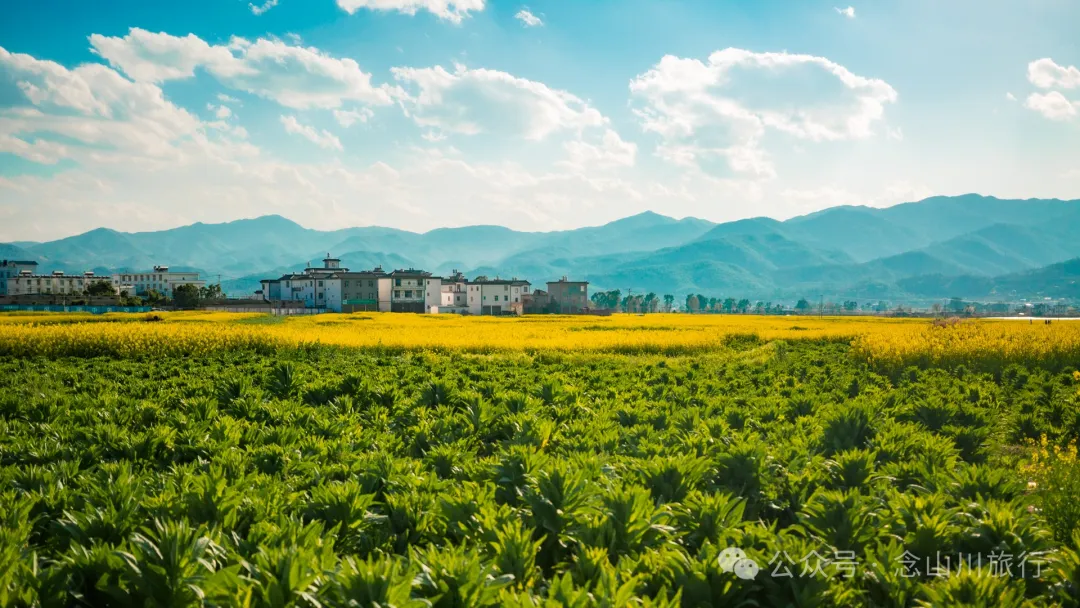 Dali Weishan Miao Street Town: Ten Thousand Mu of Rapeseed Flower Sea, Encounter the Most Romantic Spring - Image 14