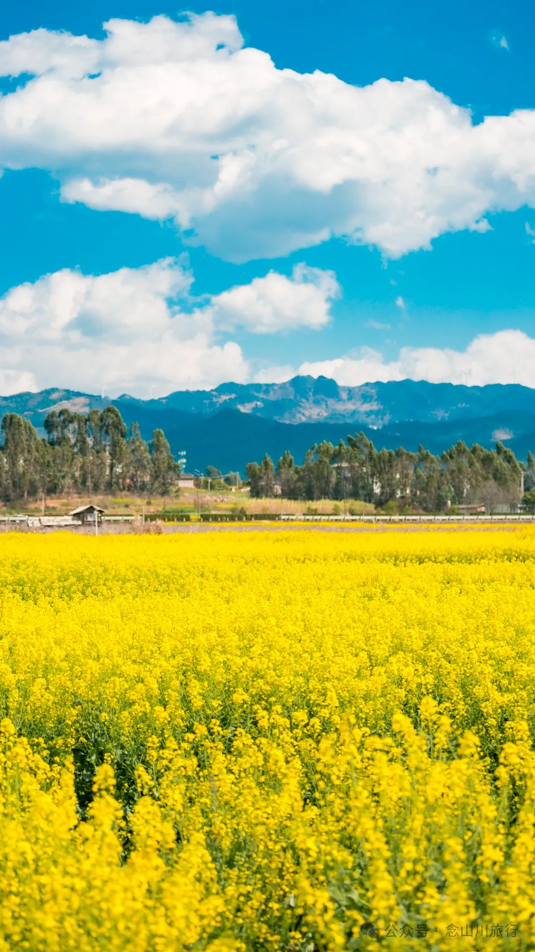 Dali Weishan Miao Street Town: Ten Thousand Mu of Rapeseed Flower Sea, Encounter the Most Romantic Spring - Image 16