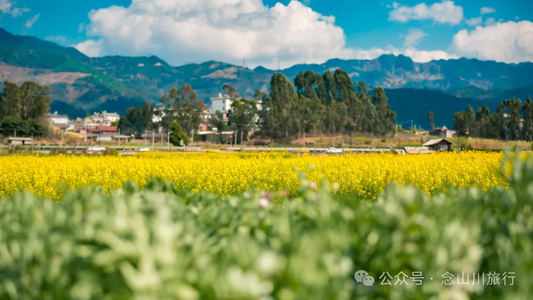 Dali Weishan Miao Street Town: Ten Thousand Mu of Rapeseed Flower Sea, Encounter the Most Romantic Spring - Image 2