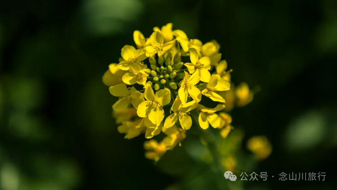 Dali Weishan Miao Street Town: Ten Thousand Mu of Rapeseed Flower Sea, Encounter the Most Romantic Spring - Image 3