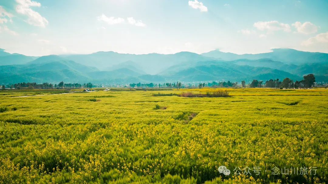 Dali Weishan Miao Street Town: Ten Thousand Mu of Rapeseed Flower Sea, Encounter the Most Romantic Spring - Image 5