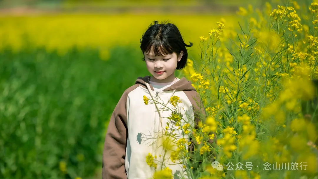 Dali Weishan Miao Street Town: Ten Thousand Mu of Rapeseed Flower Sea, Encounter the Most Romantic Spring - Image 6