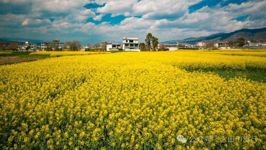 Dali Weishan Miao Street Town: Ten Thousand Mu of Rapeseed Flower Sea, Encounter the Most Romantic Spring - Image 9