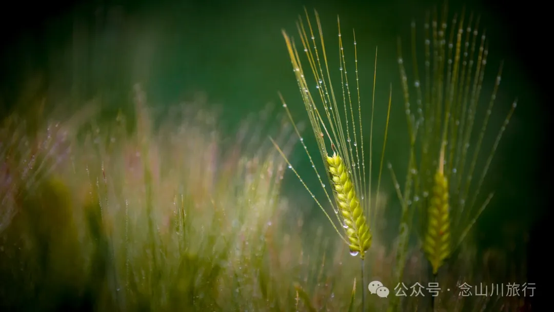 Cloud Sea Wonder in Dali Weishan Basin: Misty Mengshe River, Lively Fengchuan Tower - Image 19
