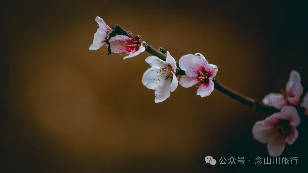 大理巍山安乐梯村:春天里的村庄藏着的明丽而与美好 - 第19张