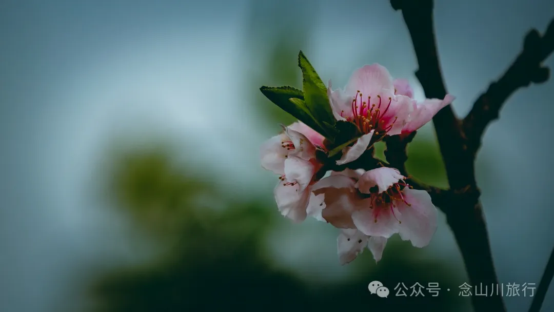 大理巍山安乐梯村:春天里的村庄藏着的明丽而与美好 - 第20张