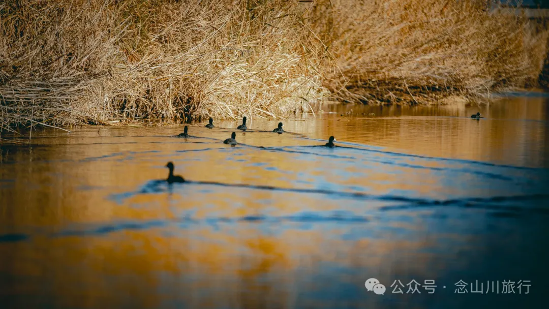 追风而行，荡舟而歌，跟着船夫去寻找洱源西湖藏在芦苇荡里的生命活力 - 第2张