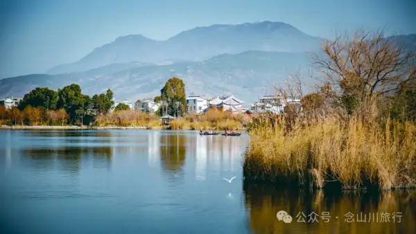 追风而行,荡舟而歌,跟着船夫去寻找洱源西湖藏在芦苇荡里的生命活力