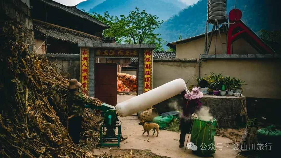 大理巍山五印鄉麻櫟樹村：一樹梨花一鄉愁 - 第14張