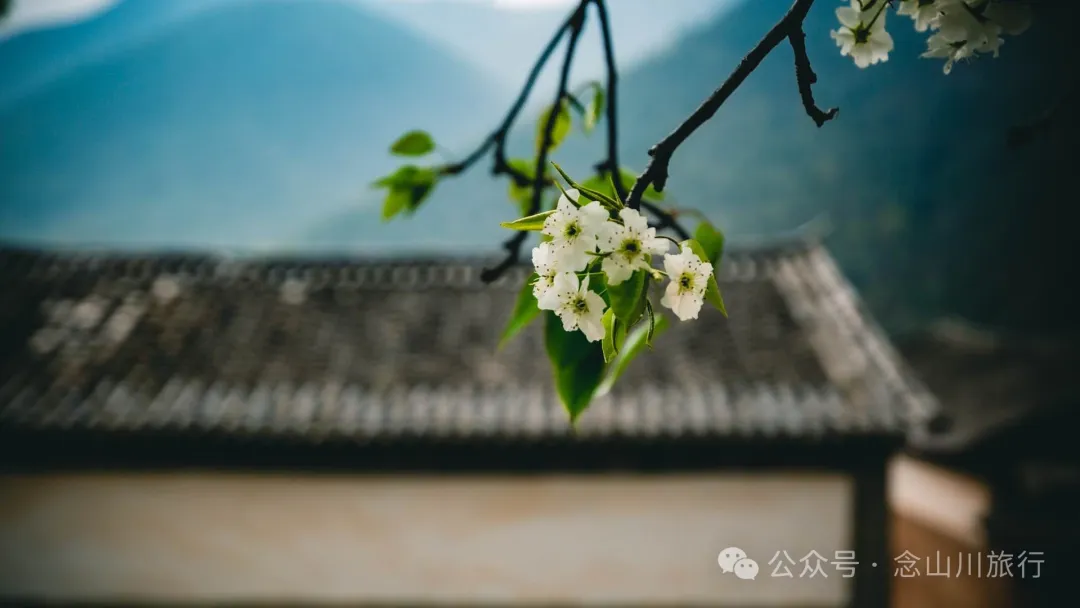 大理巍山五印鄉麻櫟樹村：一樹梨花一鄉愁 - 第16張