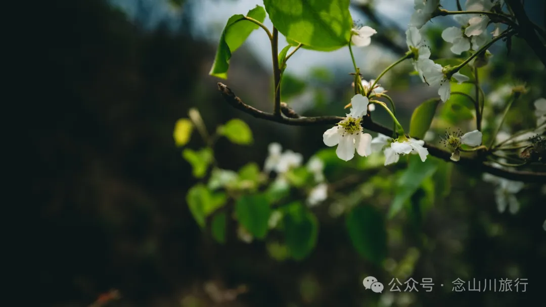 大理巍山五印鄉麻櫟樹村：一樹梨花一鄉愁 - 第17張